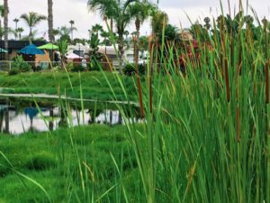 Bulrush Loma Alta Slough San Diego Beach pictures