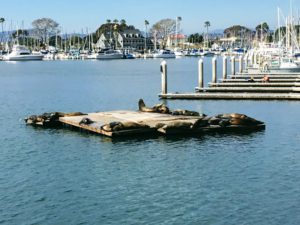CA sea lions Oceanside Harbor san diego beach pictures