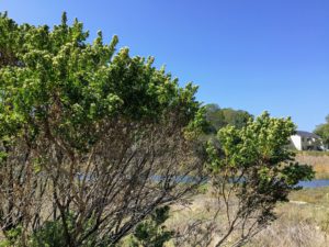 Coyote Bush Flowering san diego beach photos