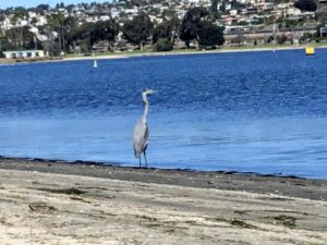 Great blue heron Mission Bay San Diego