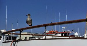 Heermans gull juvenile Americas cup harbor