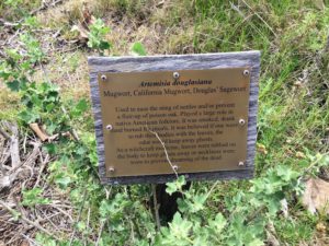 Mugwort California Native Plant