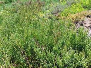 Pickleweed Mission Bay San Diego Beach Pictures