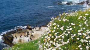 Seaside Daisy Coastal La Jolla Bluffs