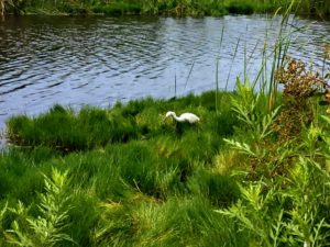 Snowy egret san diego beach pictures