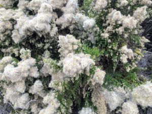 Blooming Coyote Bush 1 open field Carlsbad