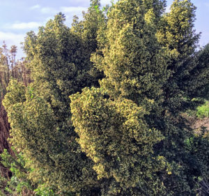 Blooming coyote bush San Dieguito Lagoon trail