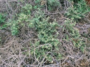 dwarf coyote bush ground covering Nature Center