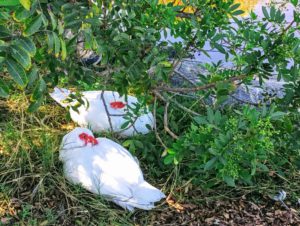 Muscovy ducks san diego beach pictures