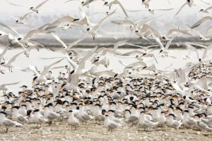 San Diego Bay Salt Works terns swarming