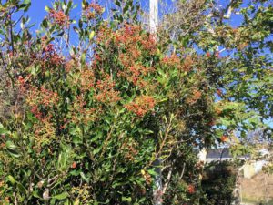 Toyon bush loma alta creek trail