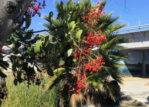 Toyon berries loma alta creek trail oceanside