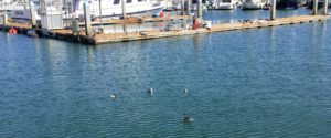 Western grebes Americas Cup Harbor San Diego Bay