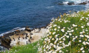 Black's Beach The Naked Truth – San Diego Beach Secrets