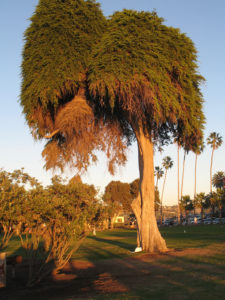 Lorax tree dr seuss la jolla coast walk trail