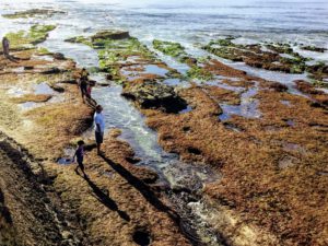 Reef behind Childrens pool La Jolla Coast Walk Trail