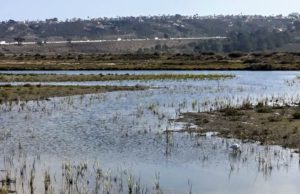 Great Egret Freeway San Dieguito River Trail