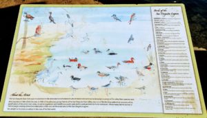 San Dieguito lagoon birds info sign