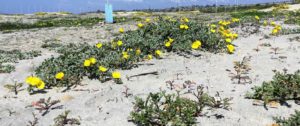 Beach Evening Primrose Carlsbad San Diego