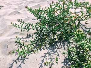 California Sea Rocket san diego beach pictures