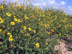 Bush Sunflower California Super Bloom