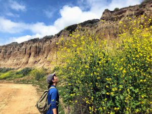 tall black mustard bluffs beach California super bloom
