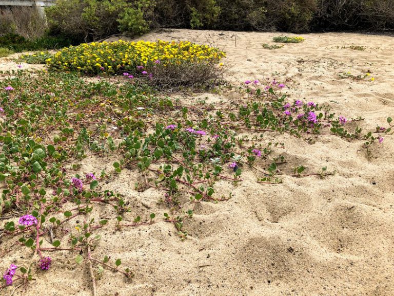 California Super Bloom at San Onofre – San Diego Beach Secrets