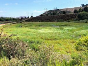 agua hedionda lagoon vernal pool carlsbad ca