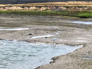 Mudflate san elijo lagoon birds foraging