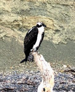 Osprey torrey pines state beach june 2019