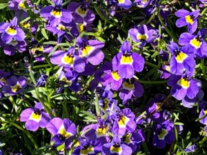 spotted downingia santa rosa plateau