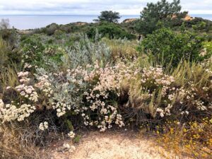 Torrey Pines State Beach california buckwheat