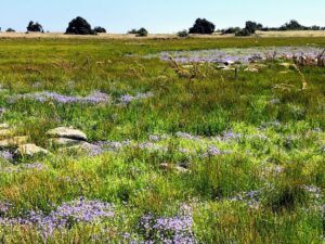 Vernal Pool Santa Rosa Plateau Riverside California