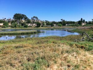 Famosa Slough San Diego Birding