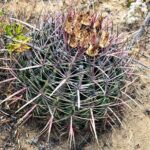 San diego barrel cactus 2019 year in review