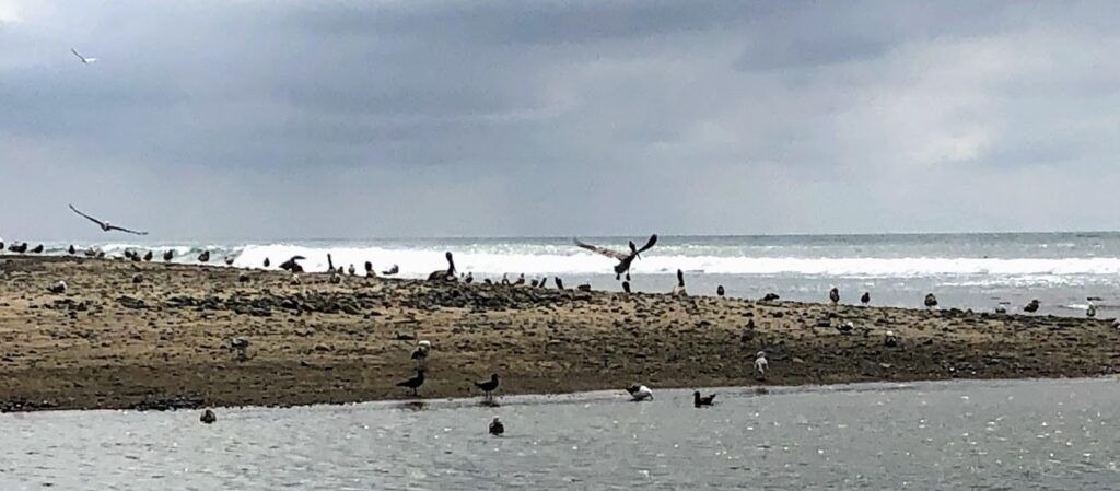 Shorebirds trestles san onofre state beach
