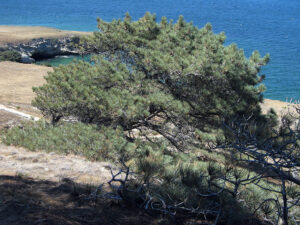 1024px Torrey Pine at Santa Rosa Island wikimedia commons