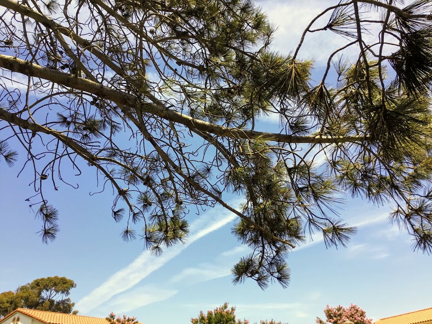 aliso creek rest stop torrey pine trees