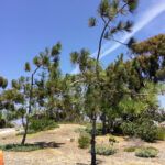 aliso rest area torrey pine trees west facing