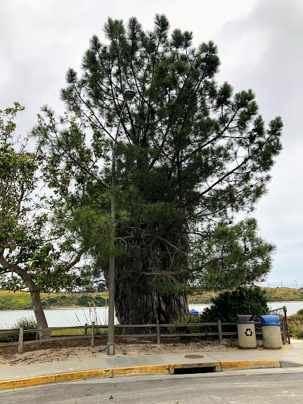 bayshore dr torrey pine tree carlsbad ca