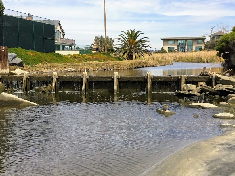 Buena Vista Lagoon Weir coastal birding