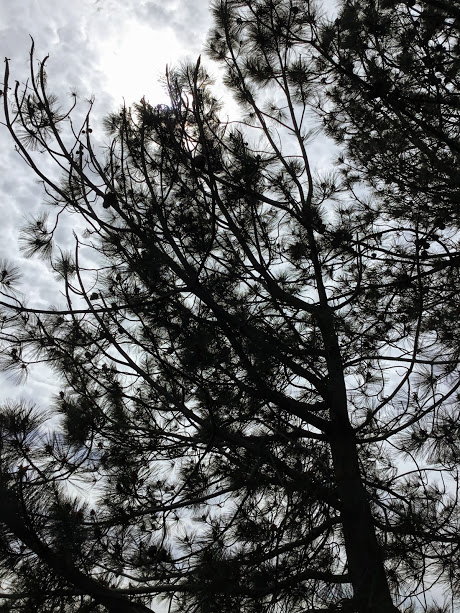 Buena Vista Lagoon torrey pine trees