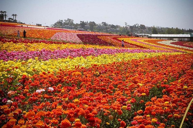Carlsbad Flower Fields San Diego March Events