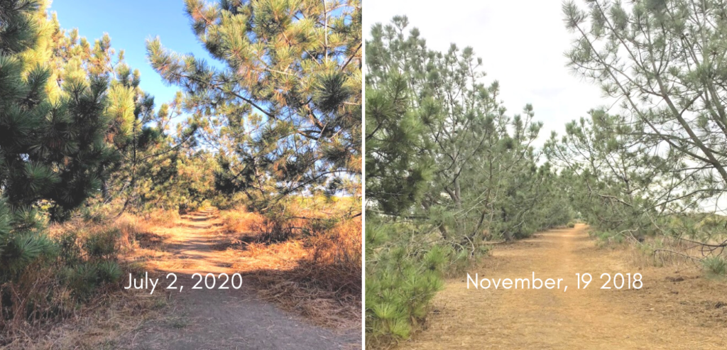 Carlsbad Tomato Fields torrey pine trees comparison