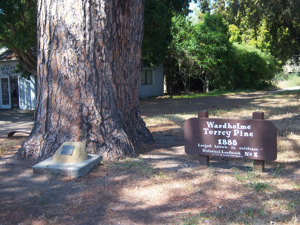 Carpinteria torry pine tree trunk information sign