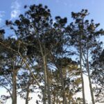 Cave Store Torrey Pine Trees la jolla