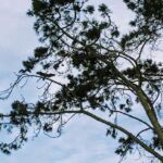Cormorants Torrey Pine tree north la jolla