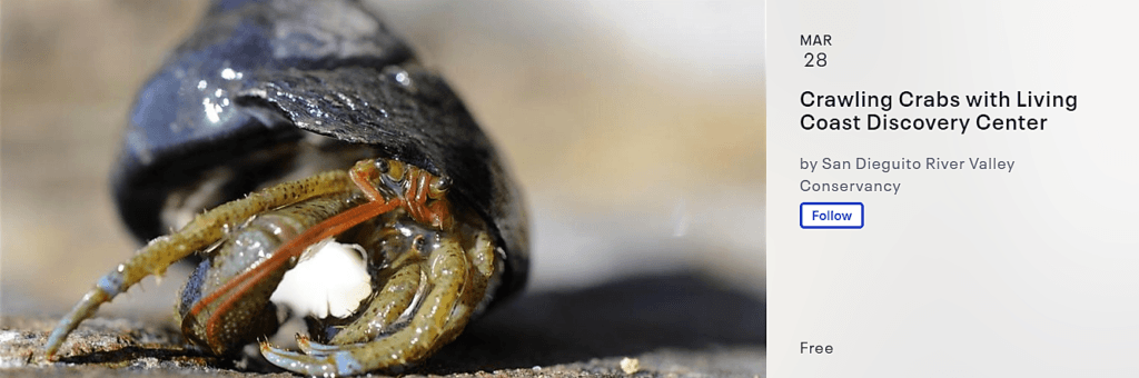 Crawling Crabs with living coast discovery center information