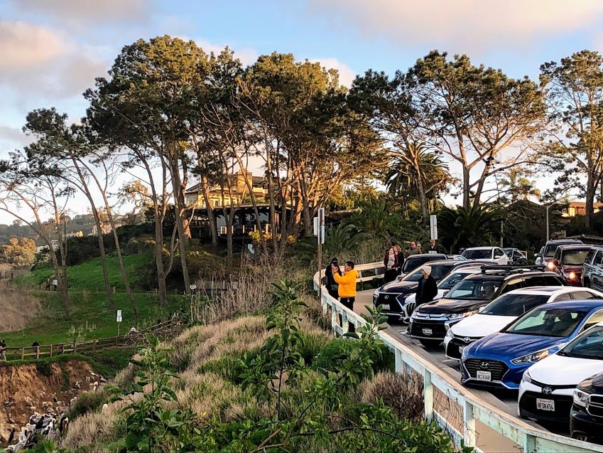 Goldfish point torrey pine trees la jolla