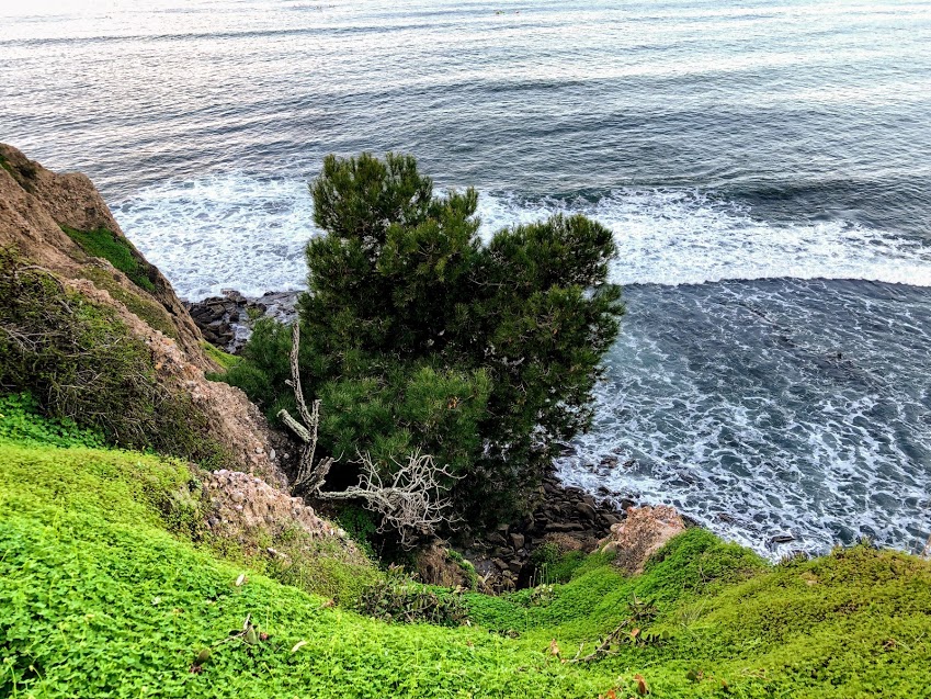 La jolla bluff torrey pine tree san diego